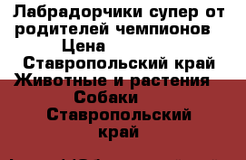 Лабрадорчики супер от родителей чемпионов › Цена ­ 13 000 - Ставропольский край Животные и растения » Собаки   . Ставропольский край